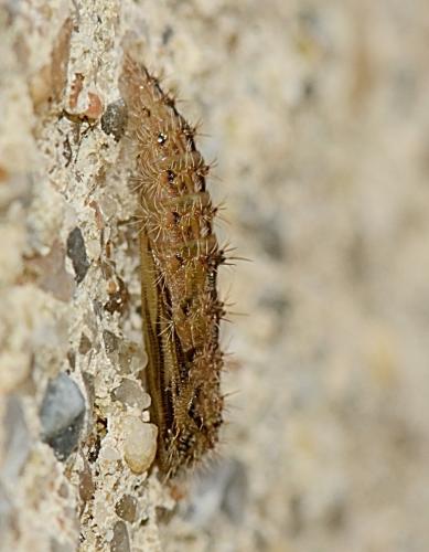 Réf. 316 317 : Emmelina monodactyla
